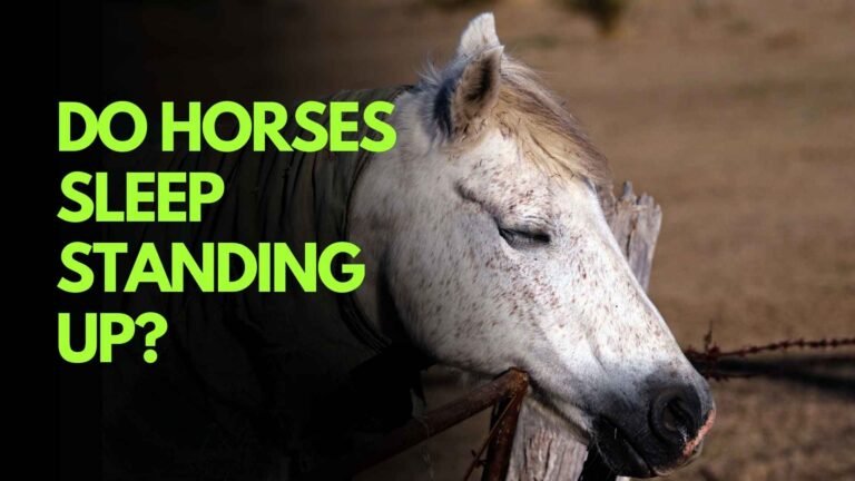 Read more about the article Do Horses Sleep Standing Up?