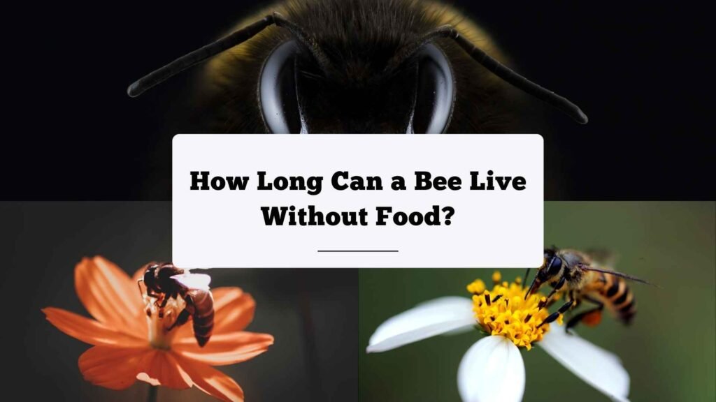 How Long Can a Bee Live Without Food?