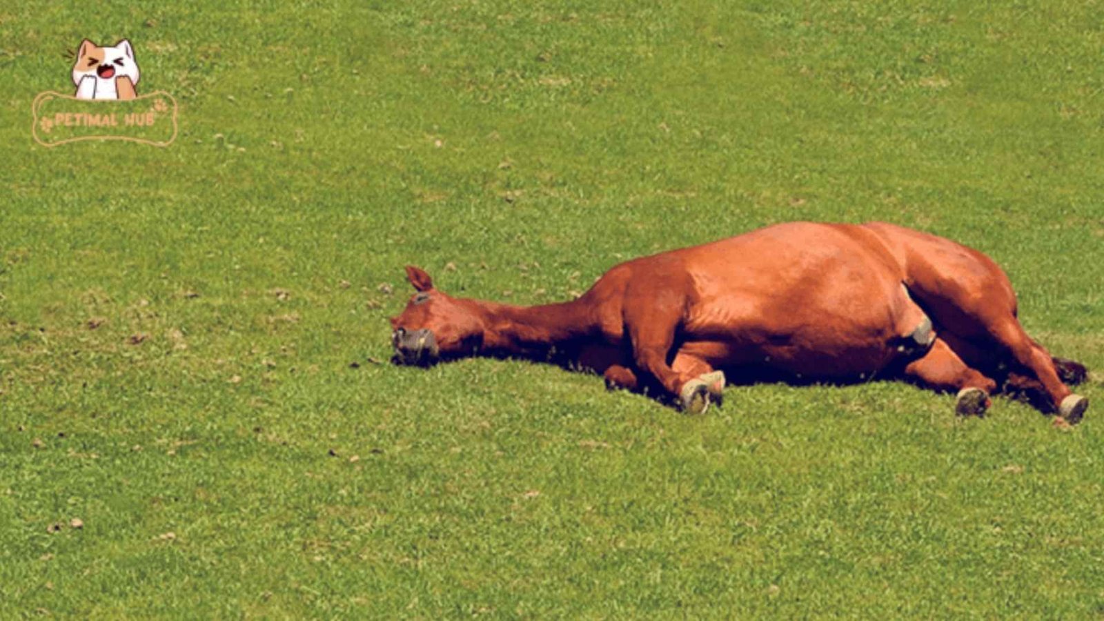 Importance of Proper Bedding for Horse Sleep