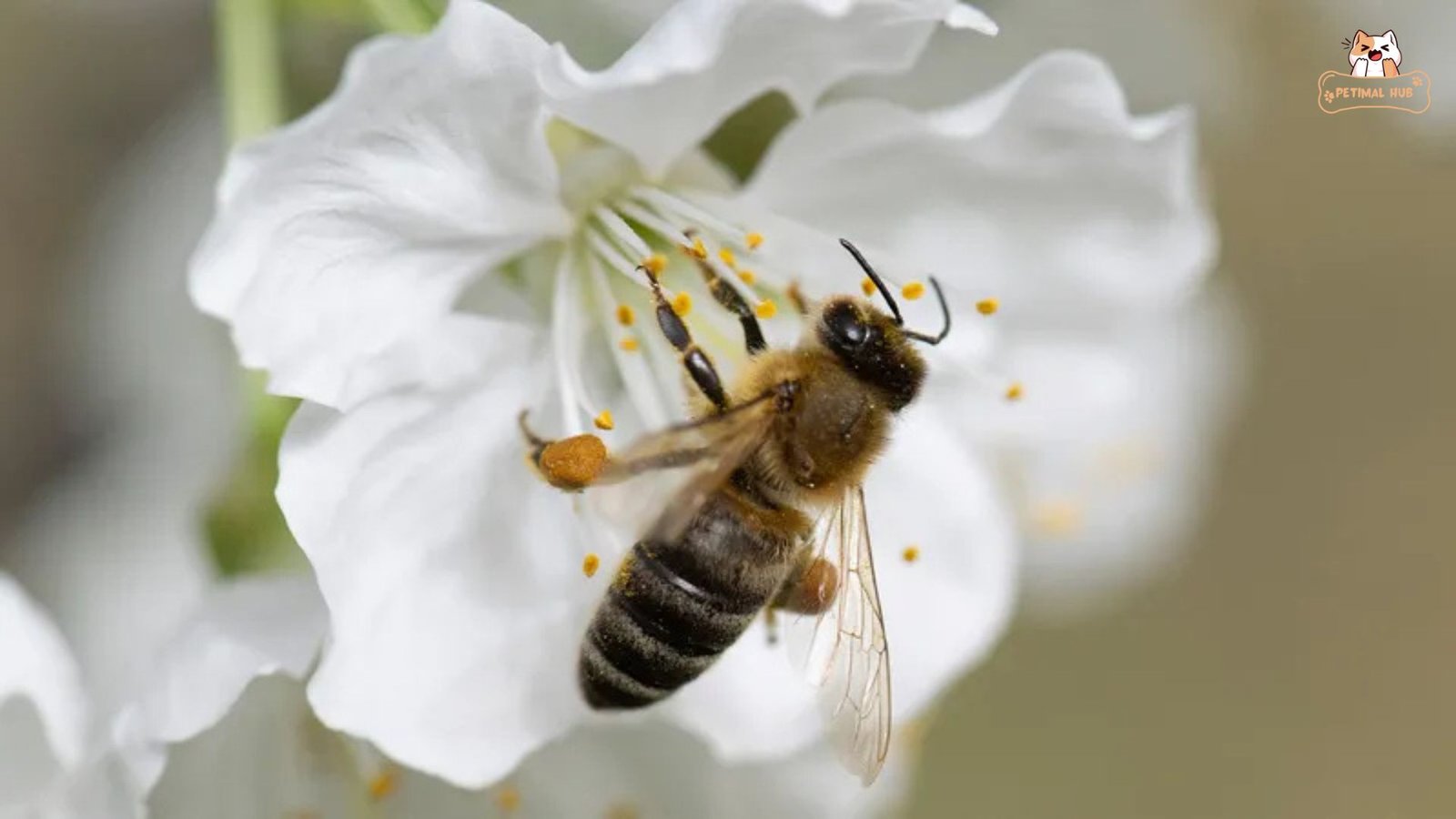 The Role of Nectar and Pollen From Flowers​