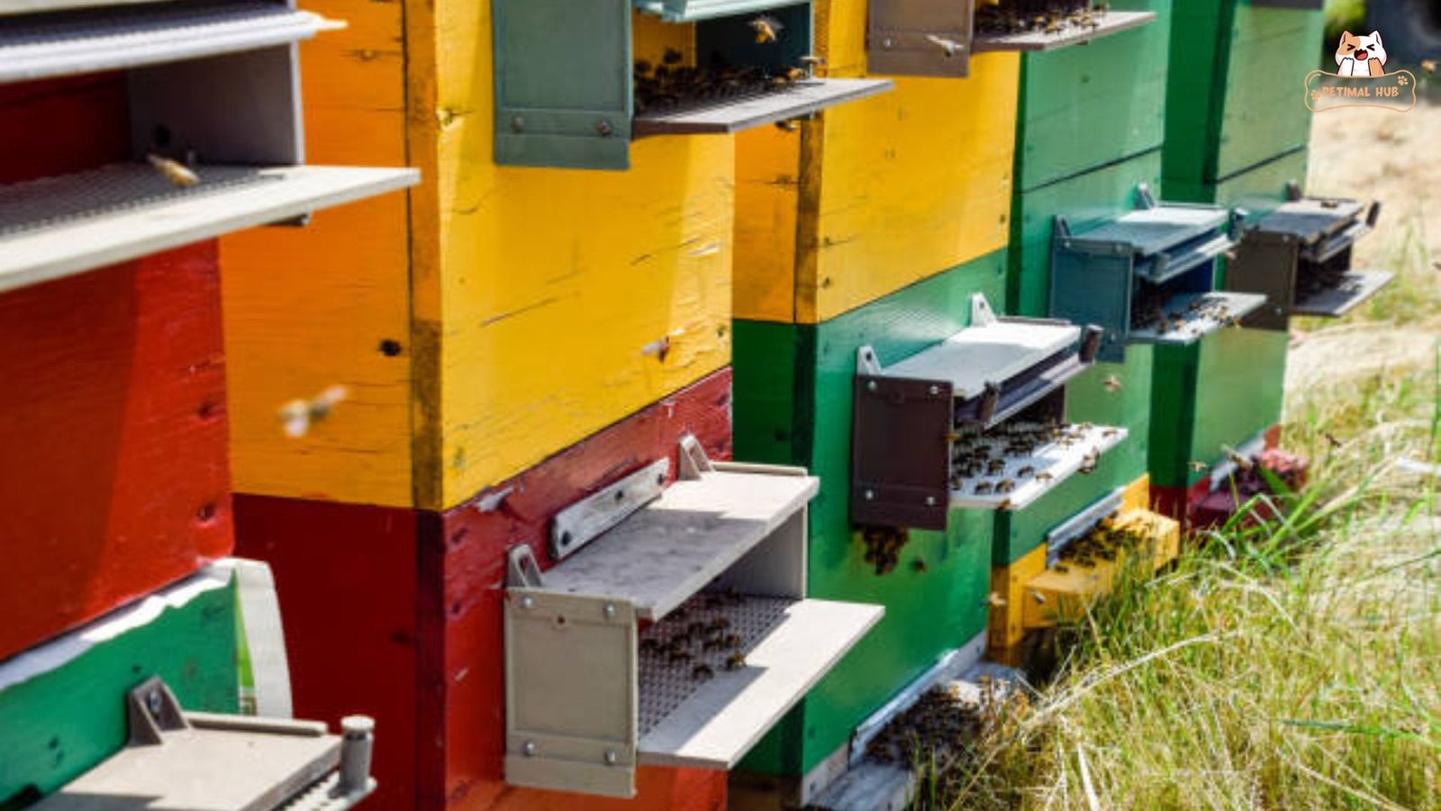 Strategies for Supporting Bee Populations​