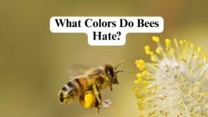 What Colors Do Bees Hate