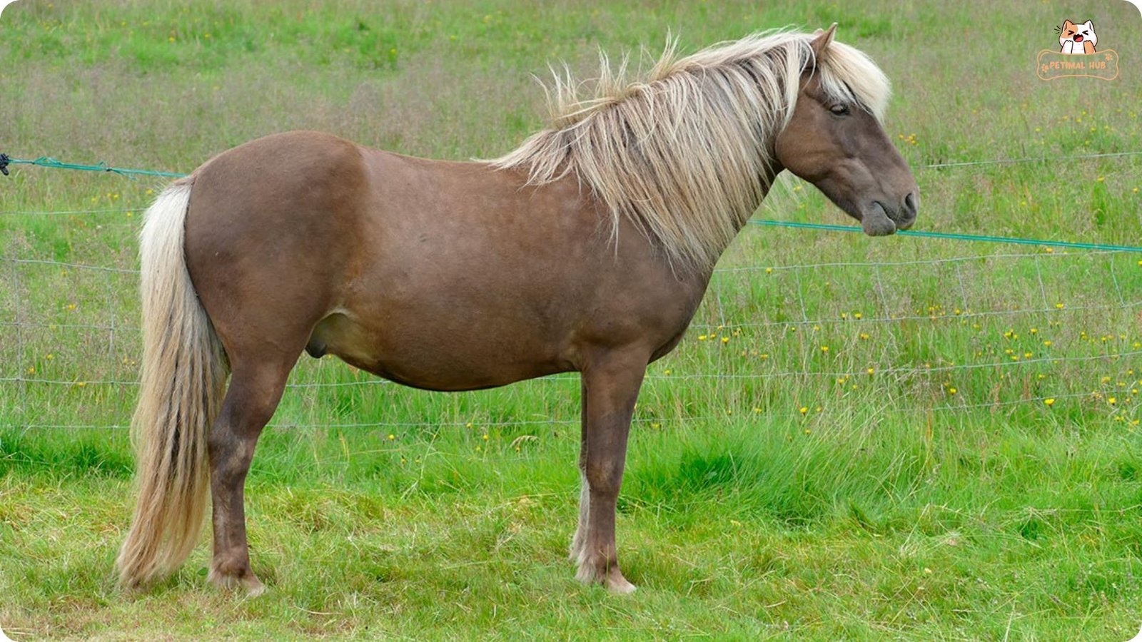 Why Horses Can Sleep Standing Up