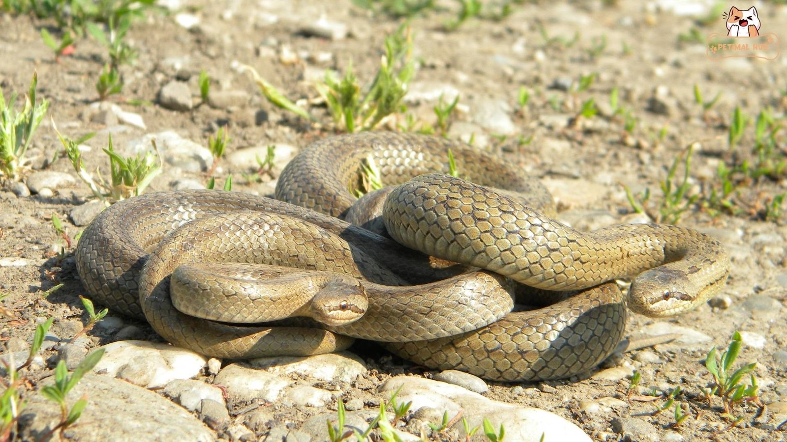 Snake Friends - Hanging Out Together​, How Do Snakes Communicate?​