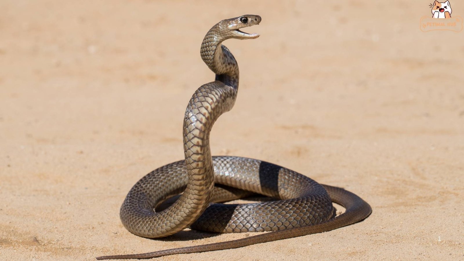 Snake Talk with Body Language​, How Do Snakes Communicate?​