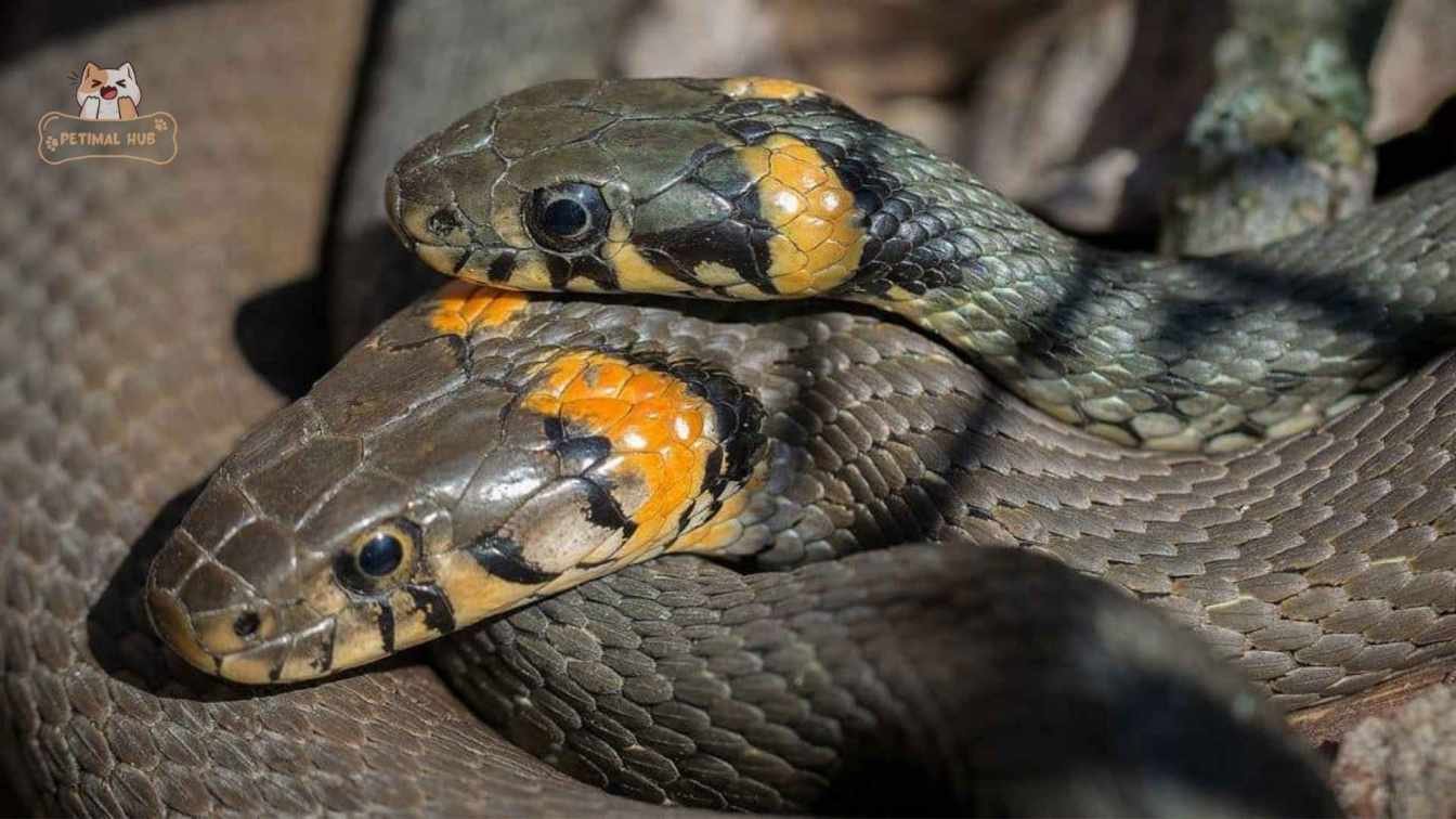 How Do Snakes Communicate?​