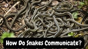 How Do Snakes Communicate?