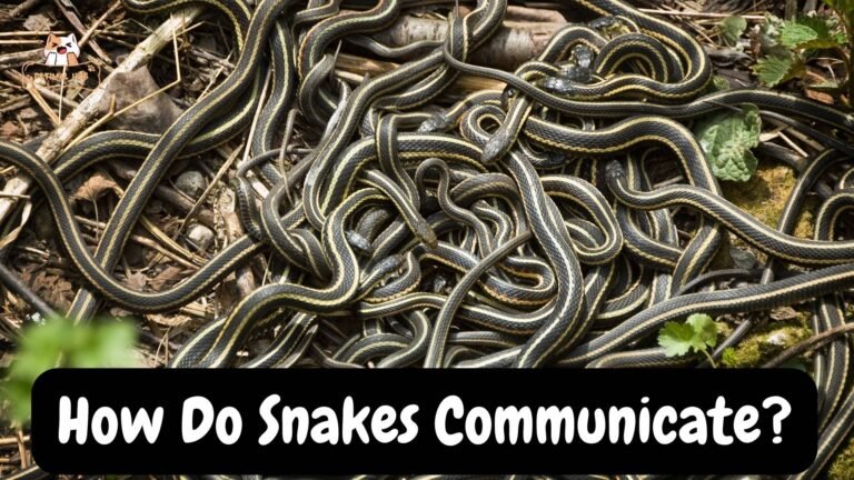 Read more about the article How Do Snakes Communicate?