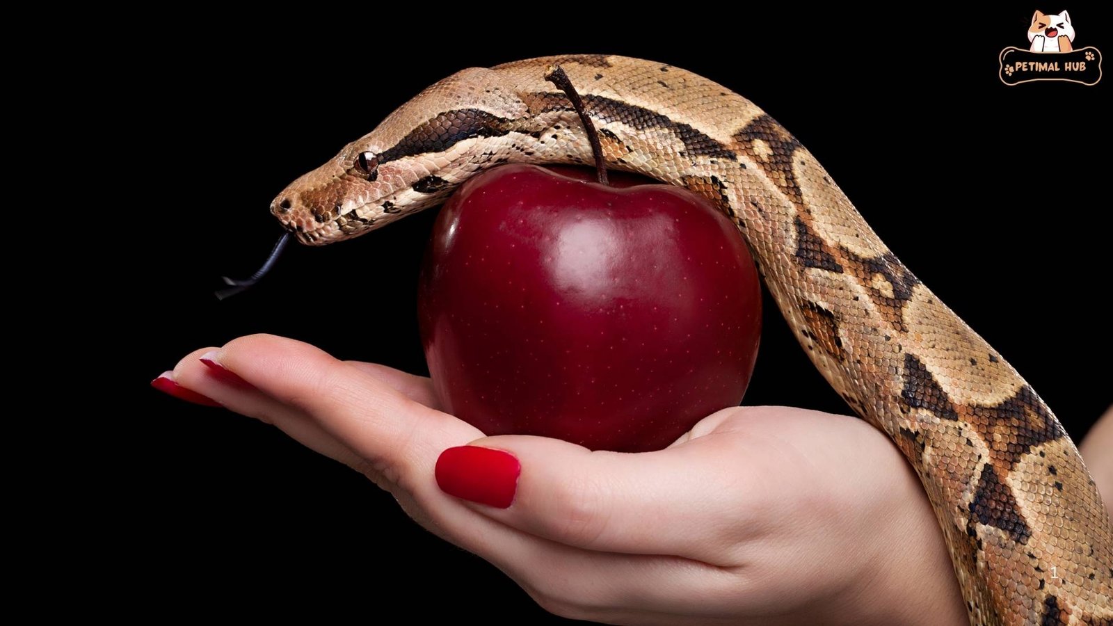 Snakes in Homes - Making the Best of It​, How Do Snakes Communicate?​