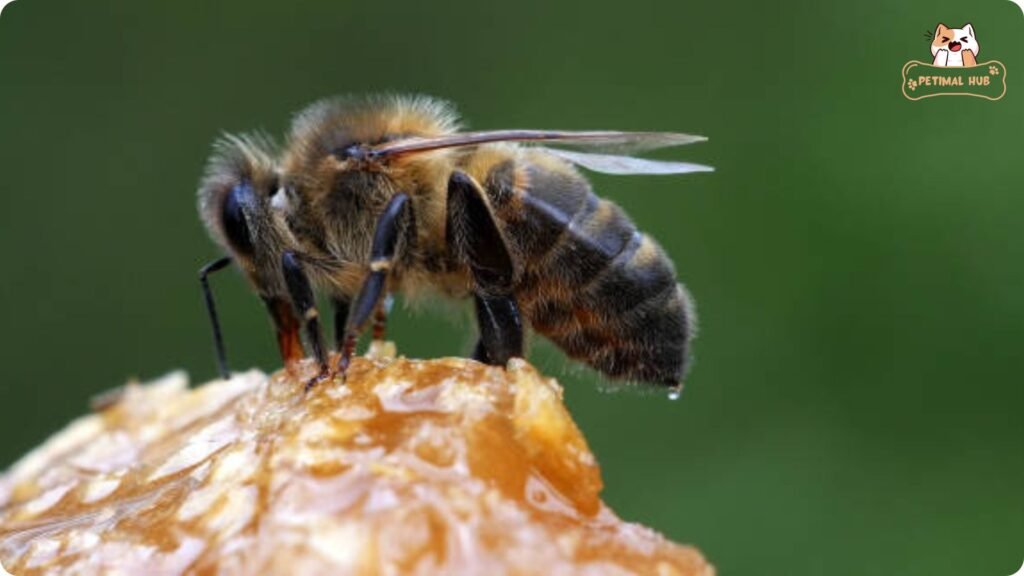 The Weight of Responsibility in Bee Conservation​