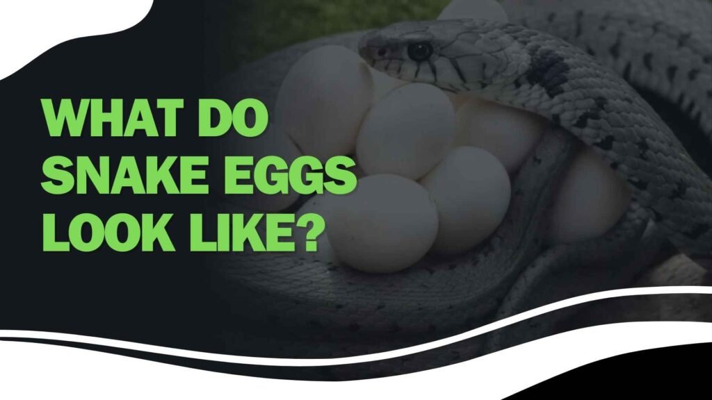 What Do Snake Eggs Look Like?