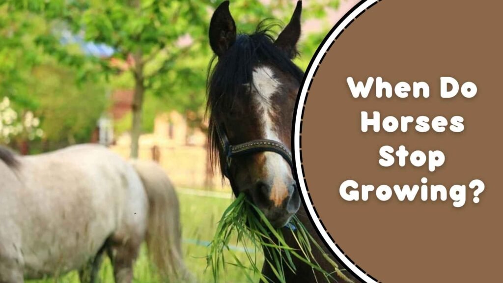 When Do Horses Stop Growing?