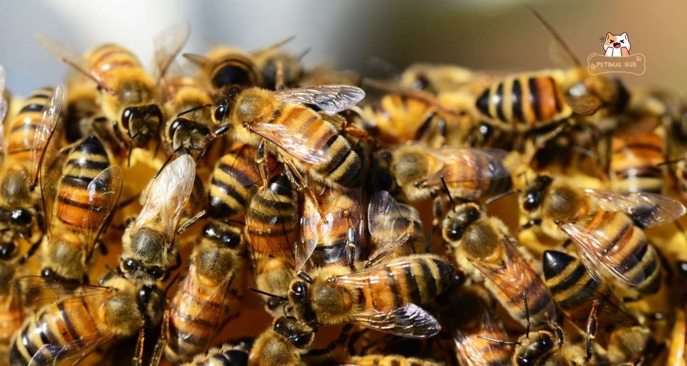 Do Bees Actually Sleep