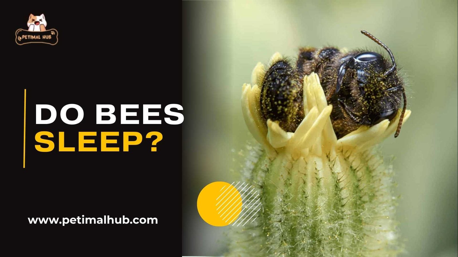 Do Bees Sleep