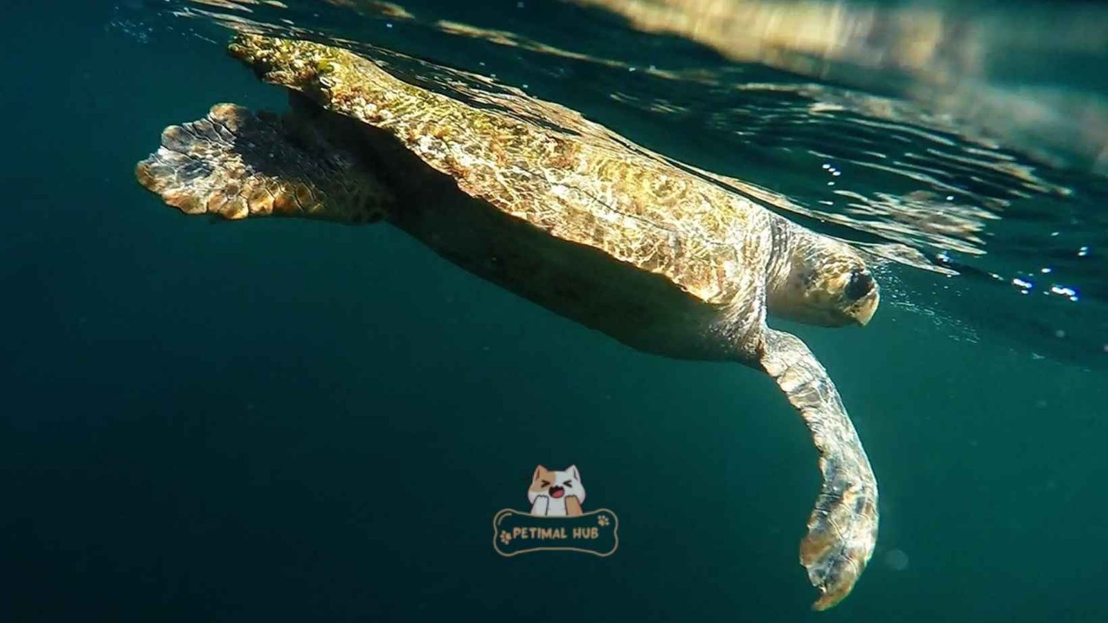 How Long Can Sea Turtles Hold Their Breath?