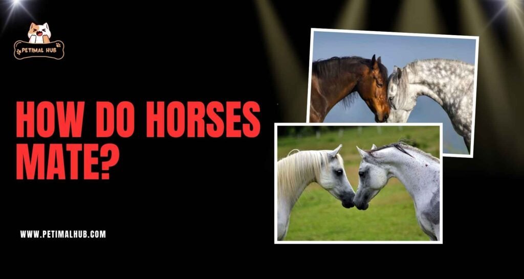 How Do Horses Mate?