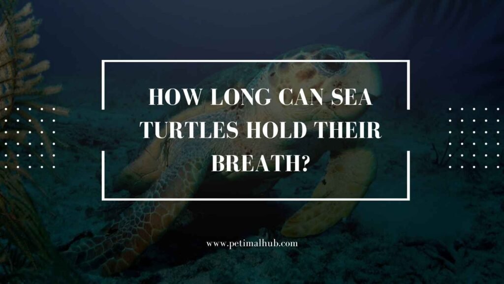 How Long Can Sea Turtles Hold Their Breath?