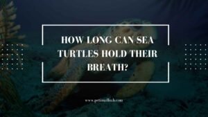 How Long Can Sea Turtles Hold Their Breath