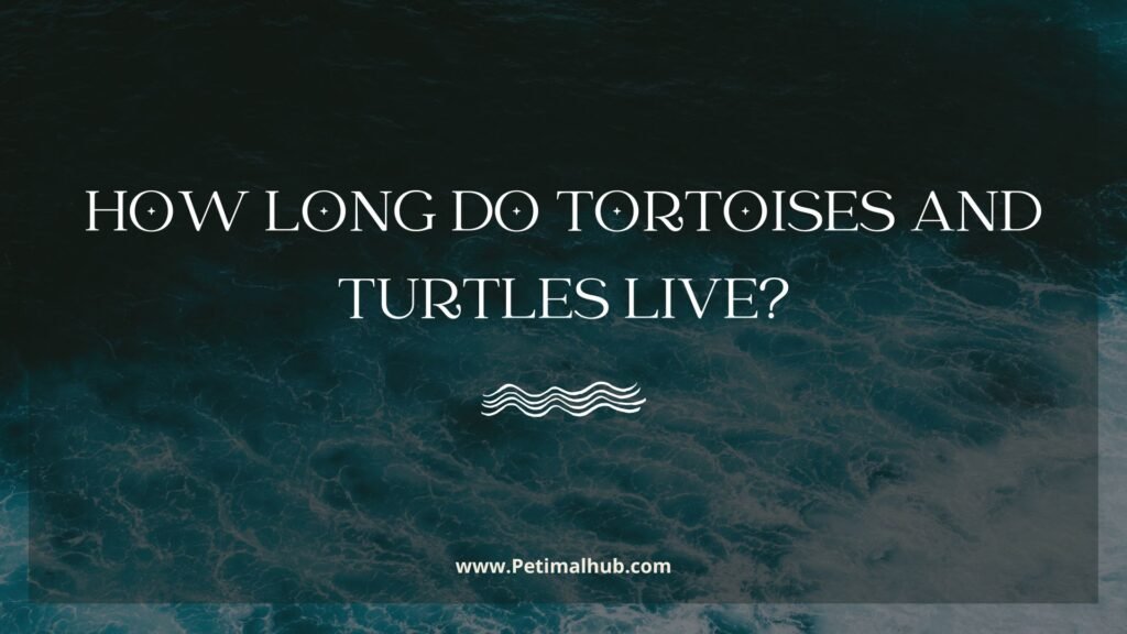 How Long Do Tortoises and Turtles Live?