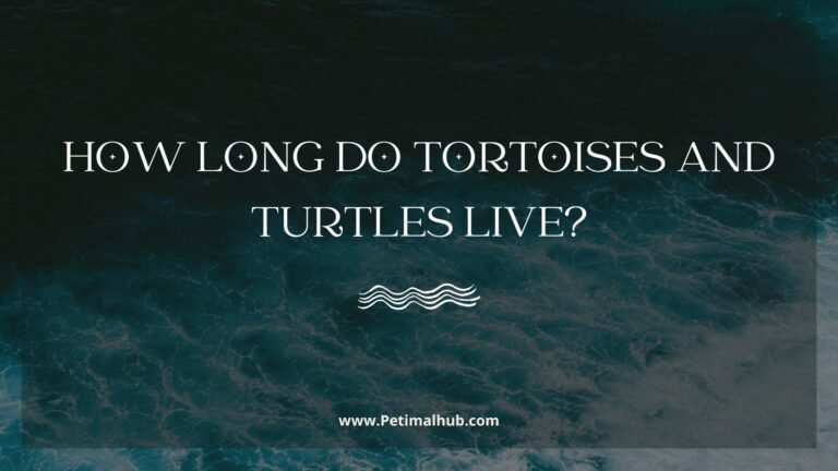 Read more about the article How Long Do Tortoises and Turtles Live?