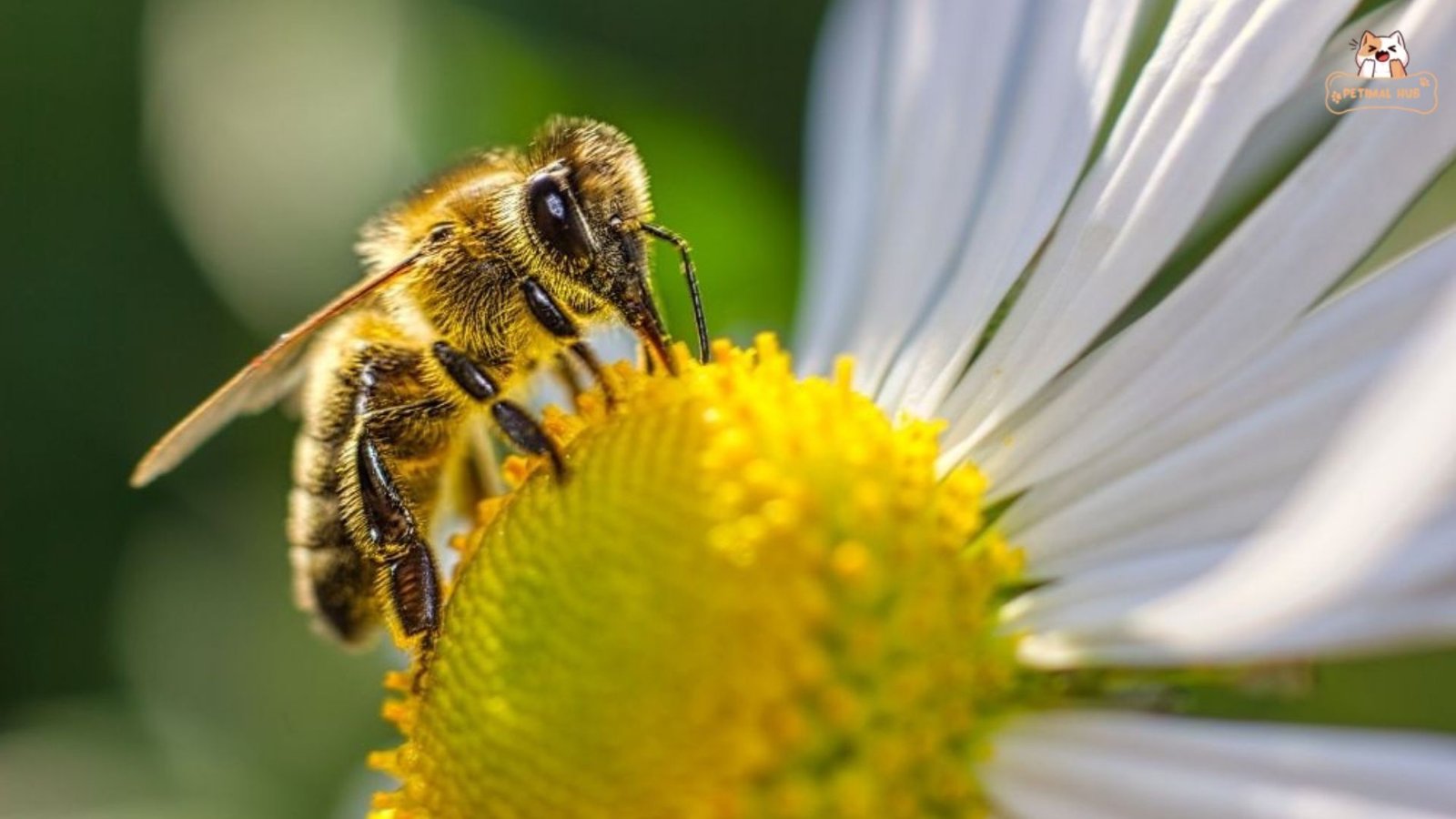 Reasons Why Bees Are Important​, Why Are Bees Important?