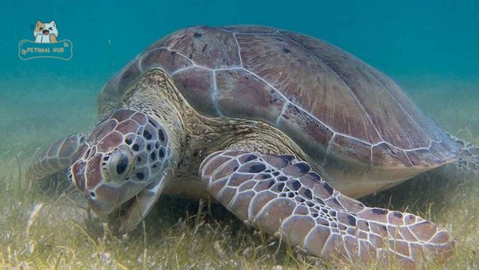 How Long Can Sea Turtles Hold Their Breath?