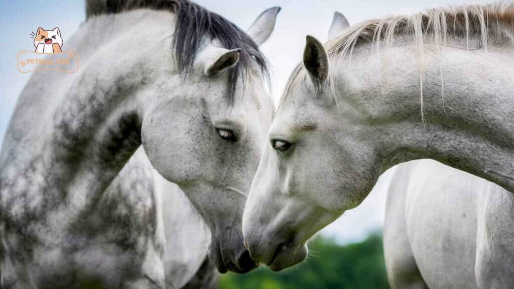 The Mating Process, How Do Horses Mate