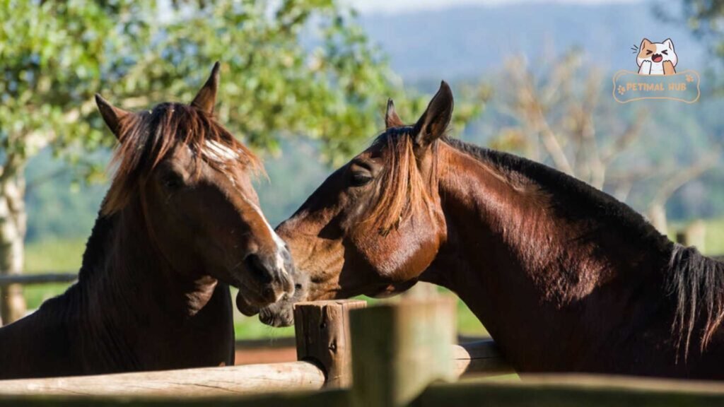 Understanding the Courtship Rituals, How Do Horses Mate