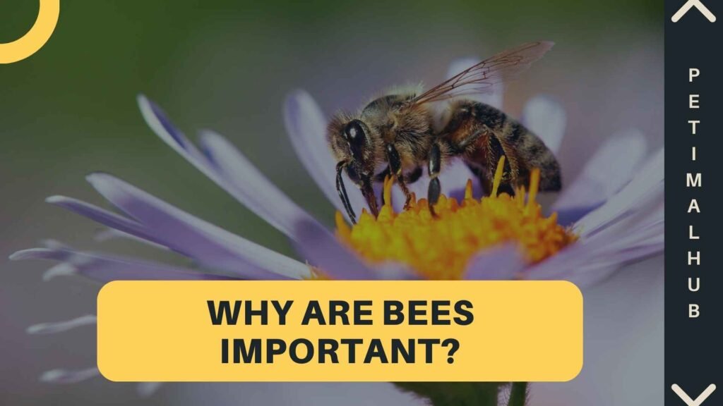 Why Are Bees Important?