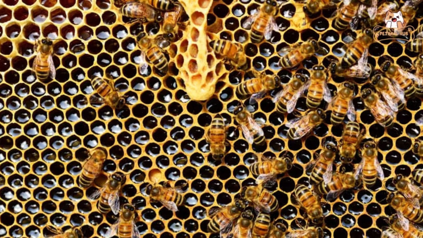 Why Are Bees Important to Humans?​