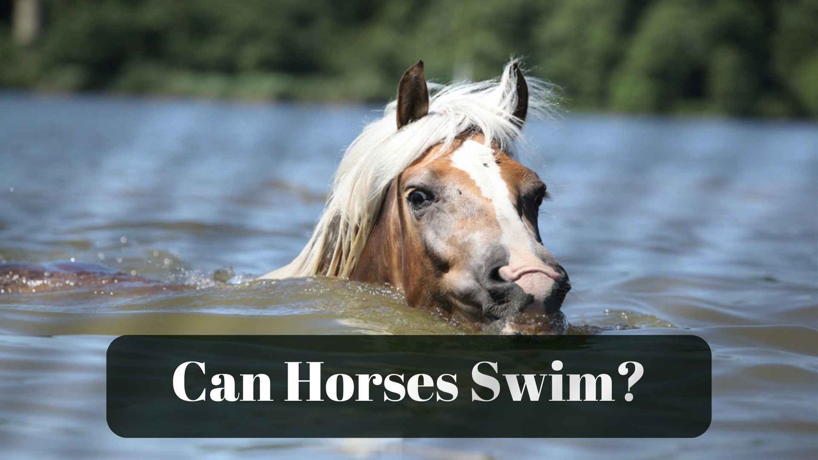 Can all horses swim?