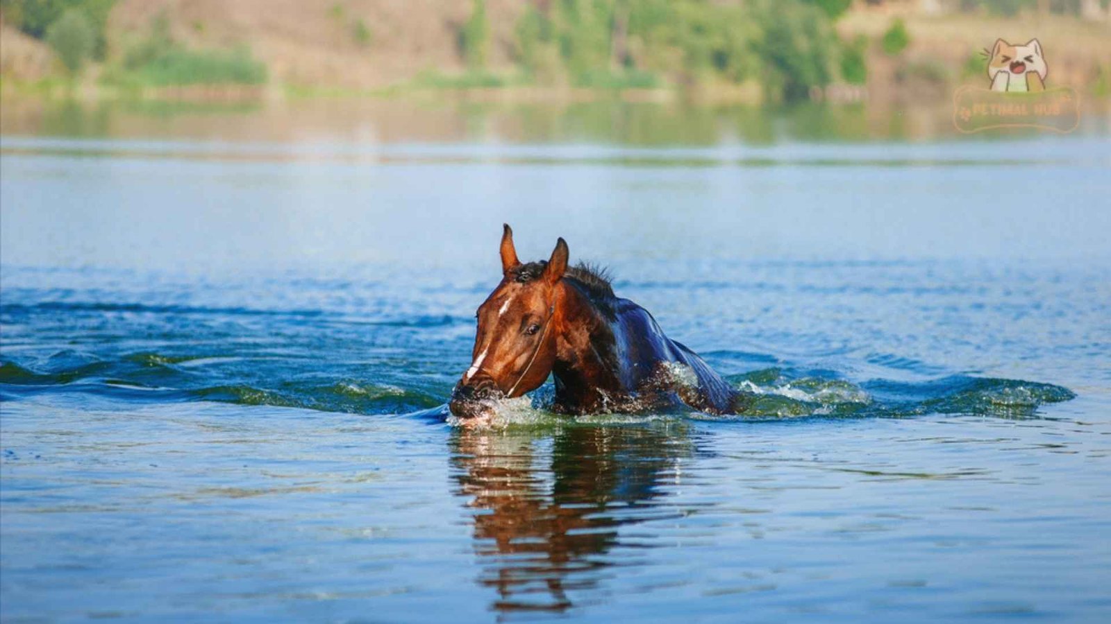 How Do Horses Swim