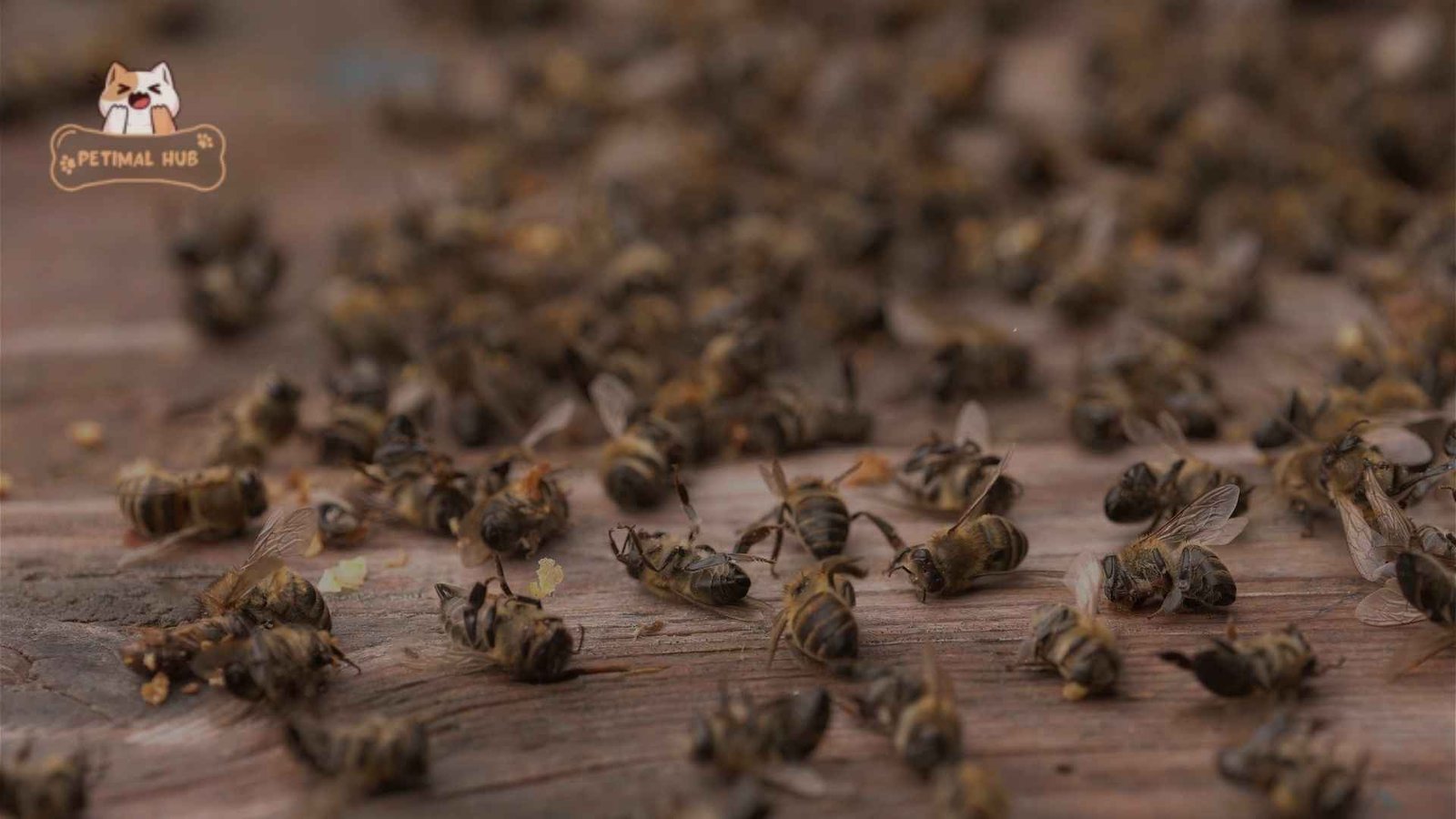 The Lifespan of Different Types of Bees